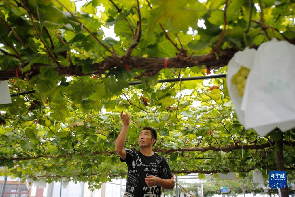 菠菜软件怎么下载